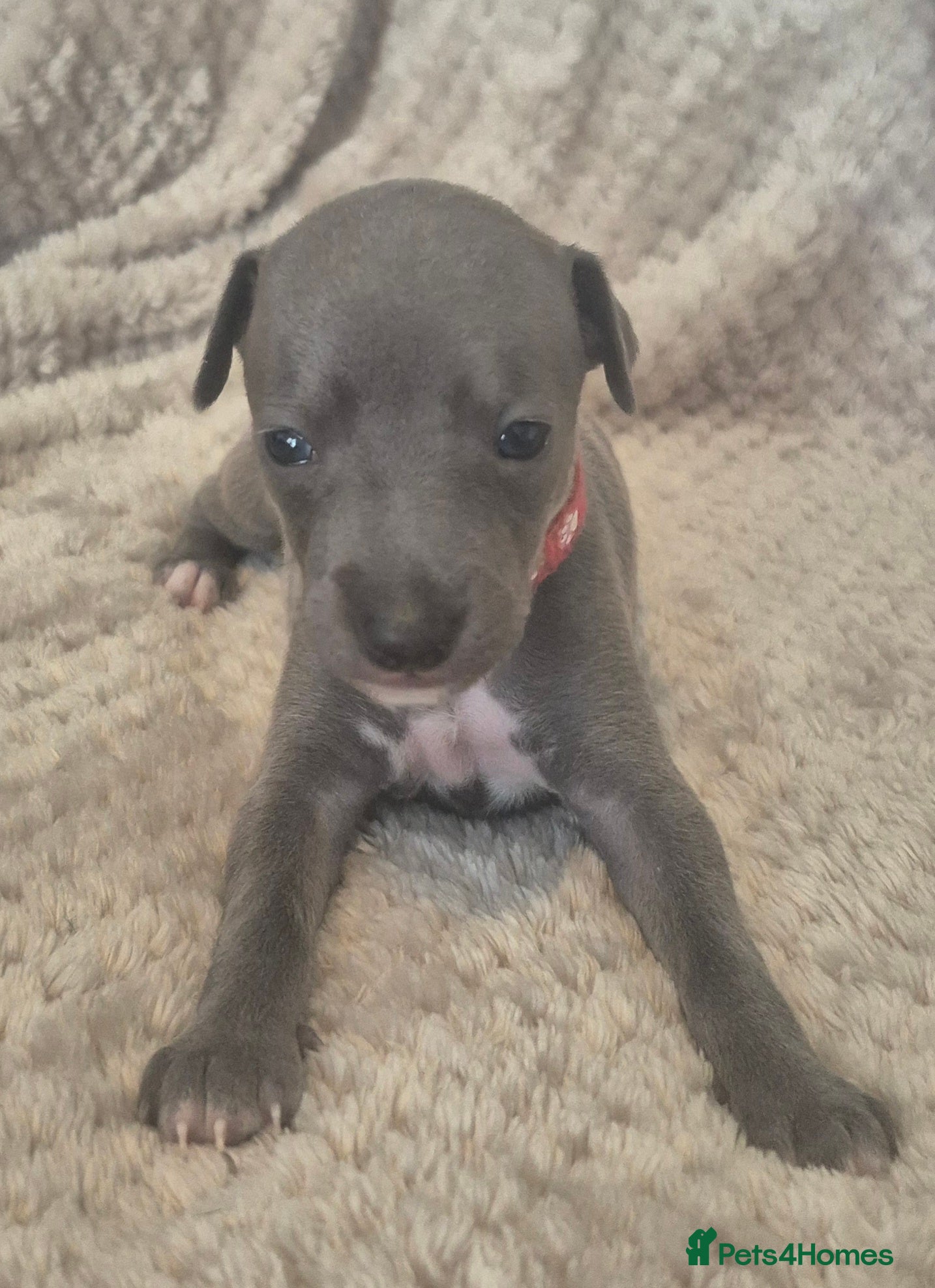 Italian Greyhound dogs Show standard KC reg Italian Greyhounds - Advert 2
