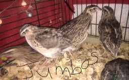 Quail poultry for sale: JAPANESE & JUMBO QUAILS ! - Image 6