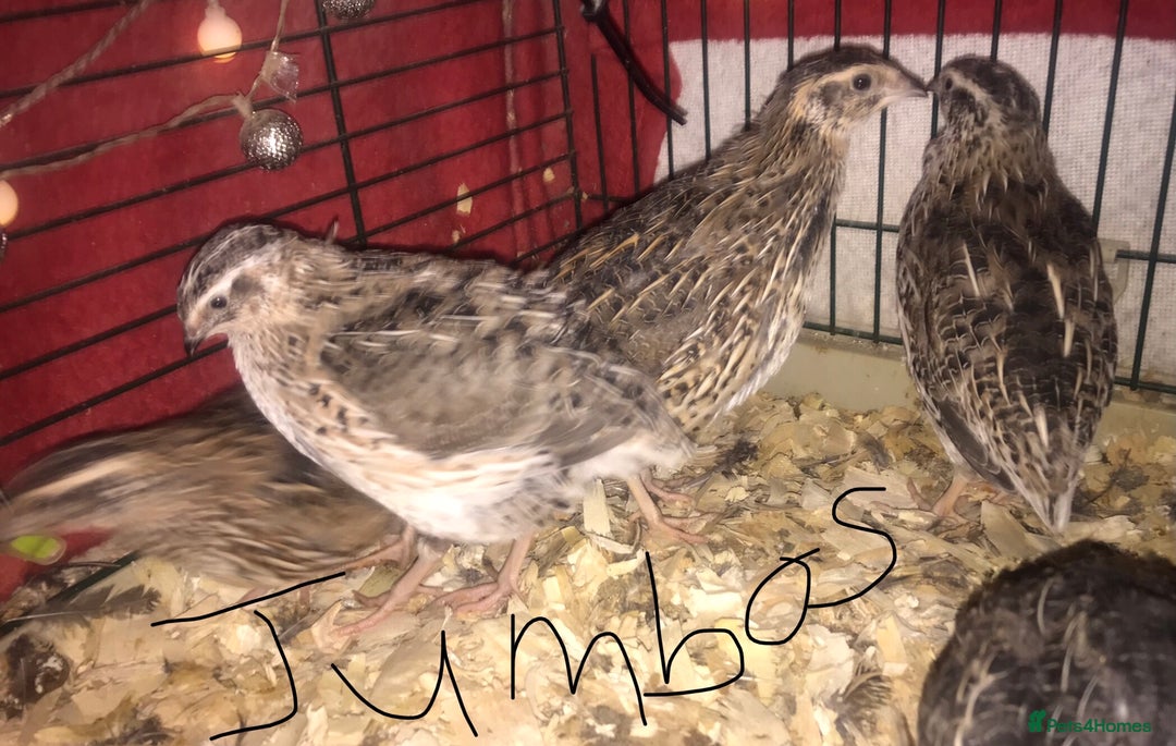 Quail poultry for sale: JAPANESE & JUMBO QUAILS ! - Image 6