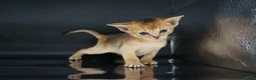 Abyssinian cats for sale: Stunning Usual Silver and Ruddy Kittens - Advert 9