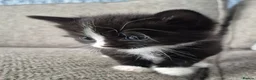 Mixed Breed cats for sale: Beautiful kittens  - Advert 3