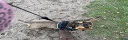 Dachshund dogs for sale: Rehoming Gretal  in Liss - Advert 5