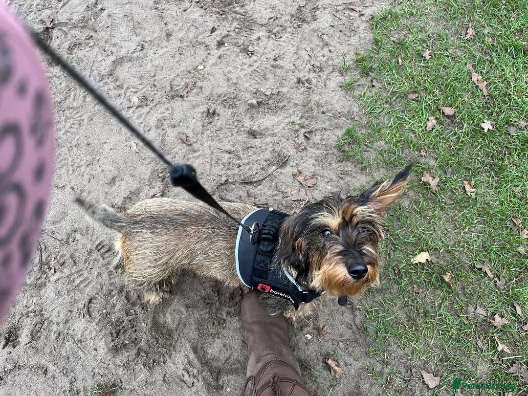 Dachshund dogs for sale: Rehoming Gretal  in Liss - Advert 5
