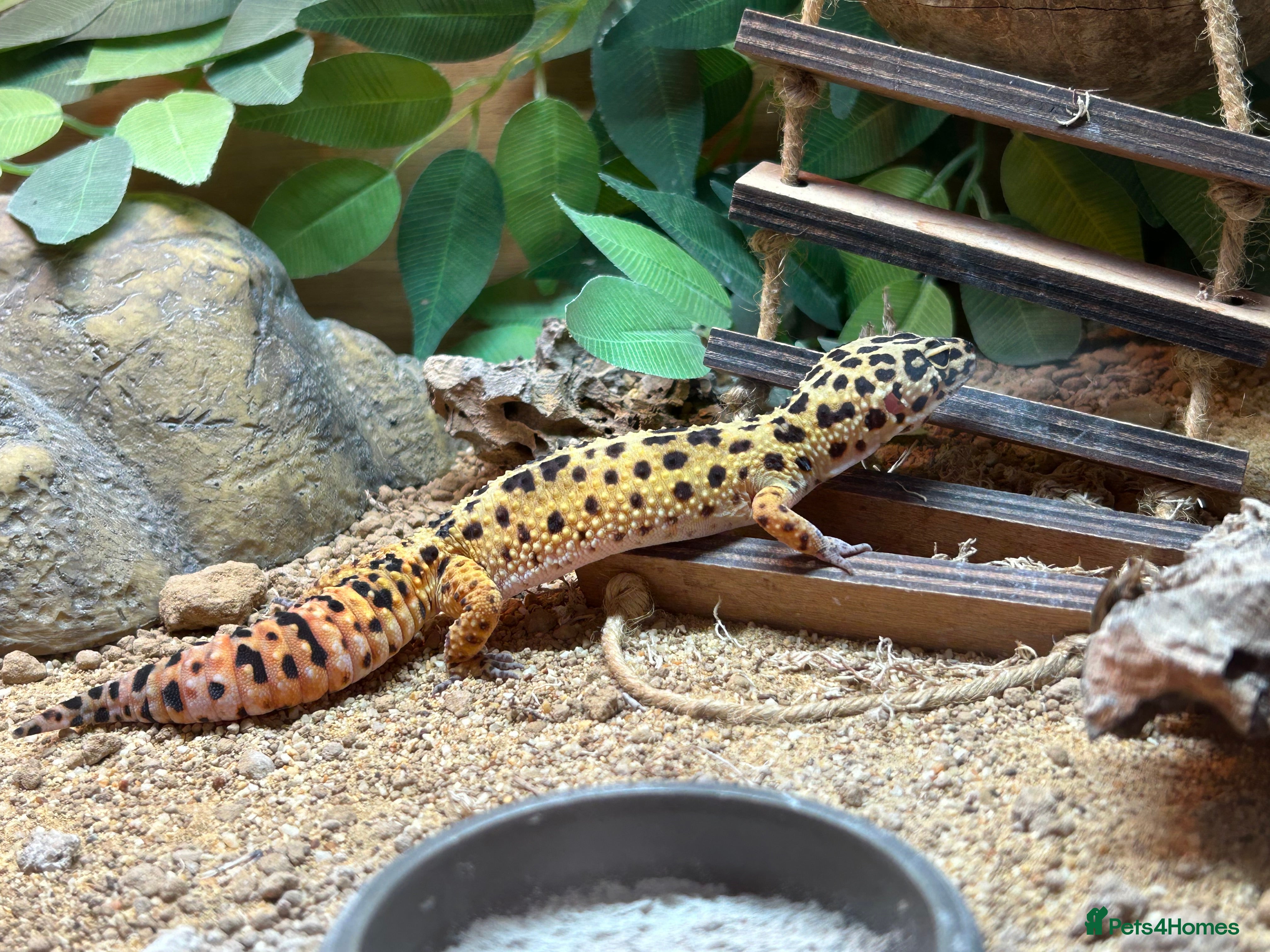 Leopard Gecko reptiles 3 year old leopard gecko complete setup.  - Advert 8
