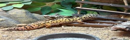 Leopard Gecko reptiles for sale: 3 year old leopard gecko complete setup.  - Advert 3