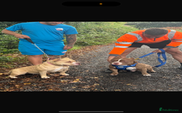American Bully dogs for sale: Pocket bully puppies - Image 3