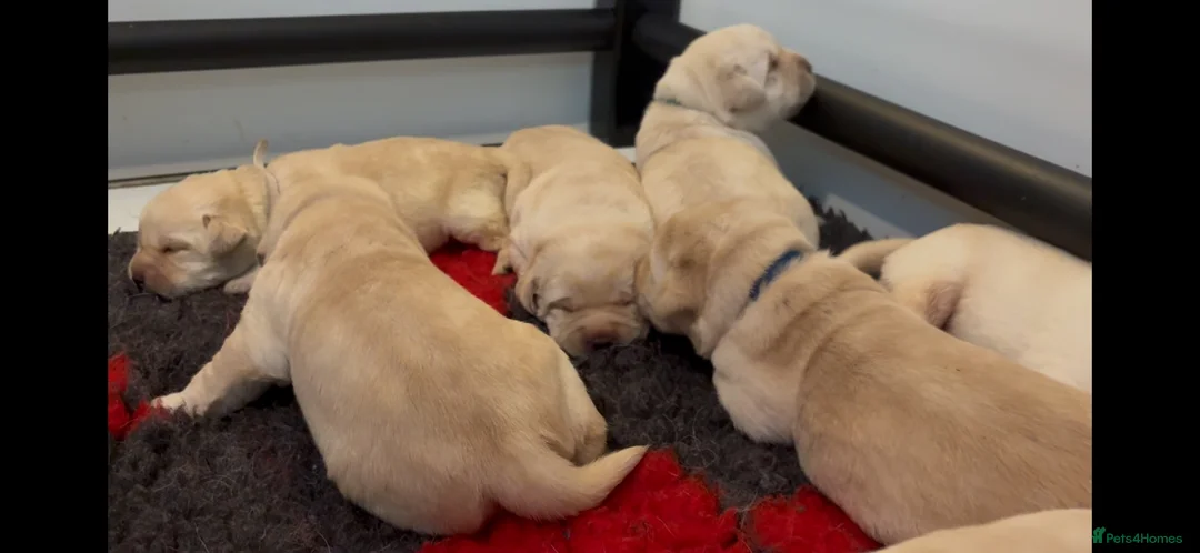 Labrador Retriever dogs for sale: Show Labrador Puppies Fully health tested parents - Advert 1