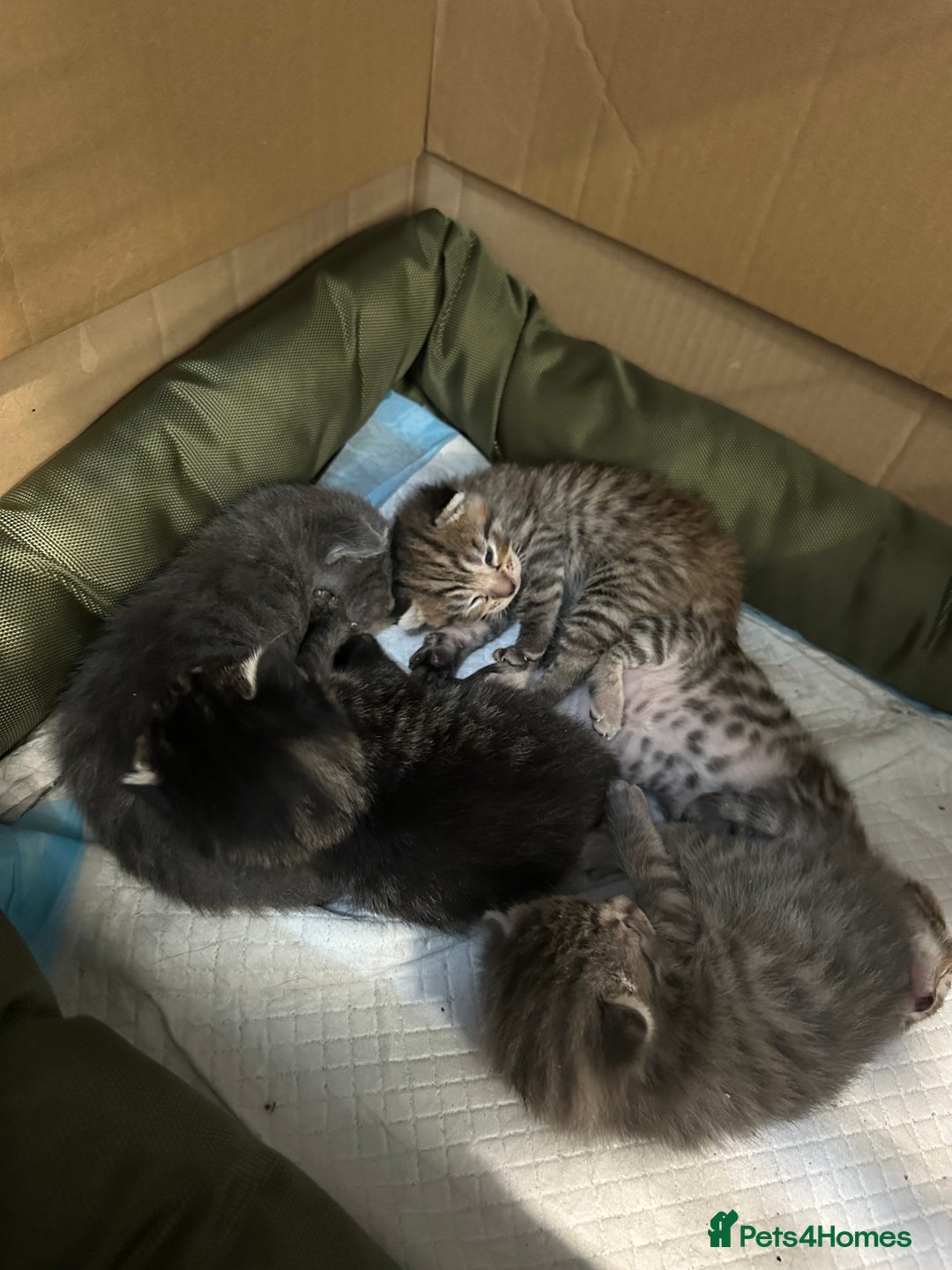 British Shorthair cats for sale: BEAUTIFUL BRITISH SHORT HAIR CROSS KITTENS - Image 7