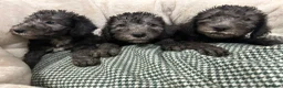 Bedlington Terrier dogs for sale: Top Quality CT Clear Bedlington Puppies - Advert 2