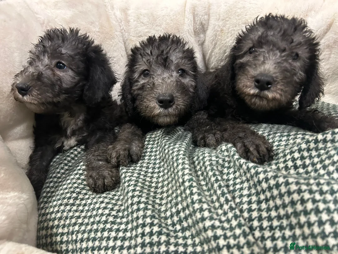 Bedlington Terrier dogs for sale: Top Quality CT Clear Bedlington Puppies - Advert 2