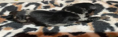 Dachshund Puppy 2