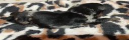 Dachshund dogs for sale: The Dapple Dachshunds Nottinghamshire  - Advert 21