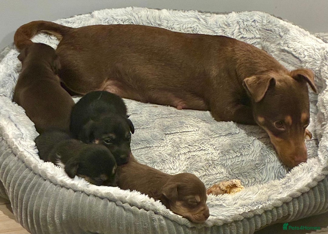 Jack Russell dogs for sale: Miniature Jack Russel Pups for sale - Advert 29