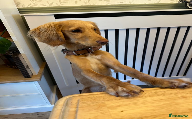 Cocker Spaniel dogs - Advert 14