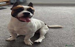 Mixed Breed dogs for sale: Jack Russell cross with frenchie  - Image 1