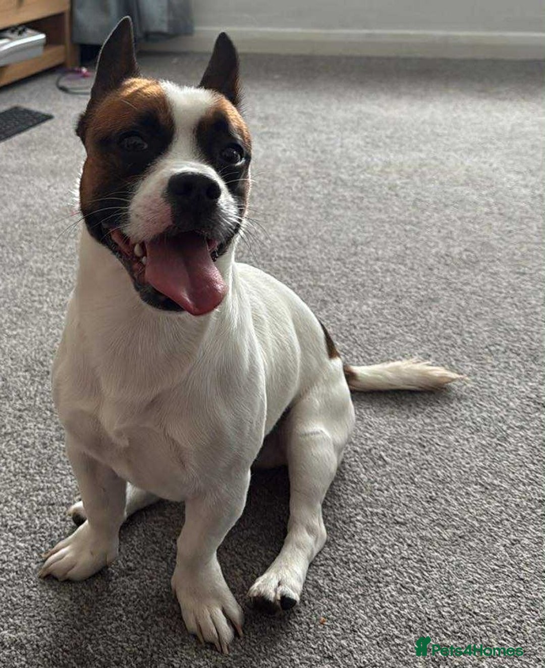 Mixed Breed dogs for sale: Jack Russell cross with frenchie  - Image 1