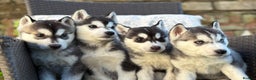 Siberian Husky dogs for sale: Siberian husky puppies - Advert 5