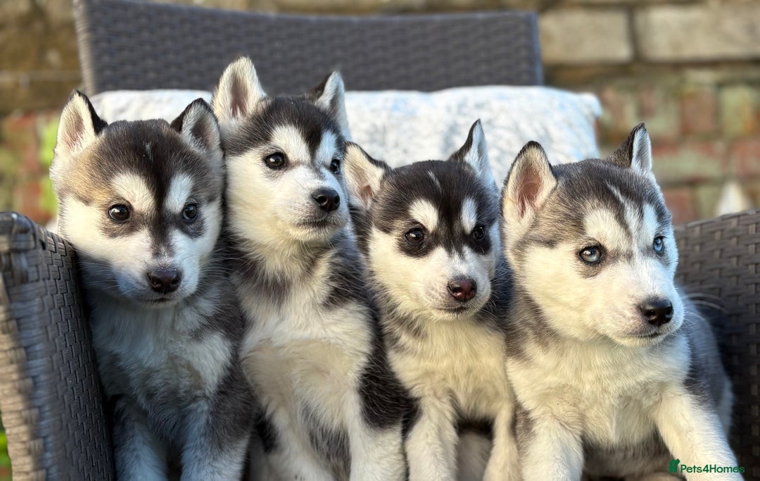 Siberian Husky dogs for sale: Siberian husky puppies - Advert 5