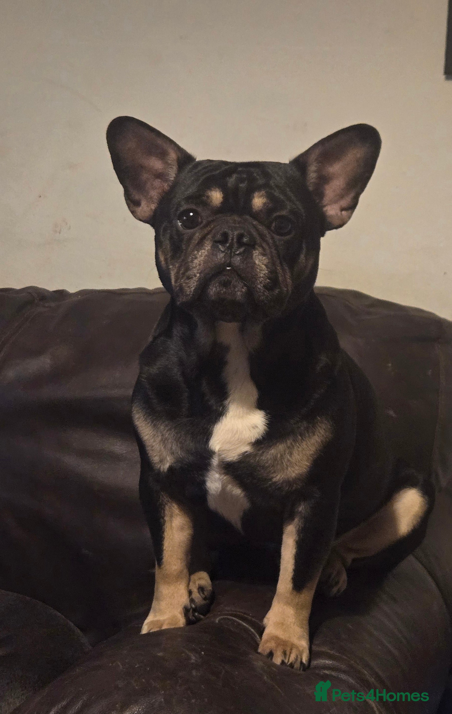 Oreo