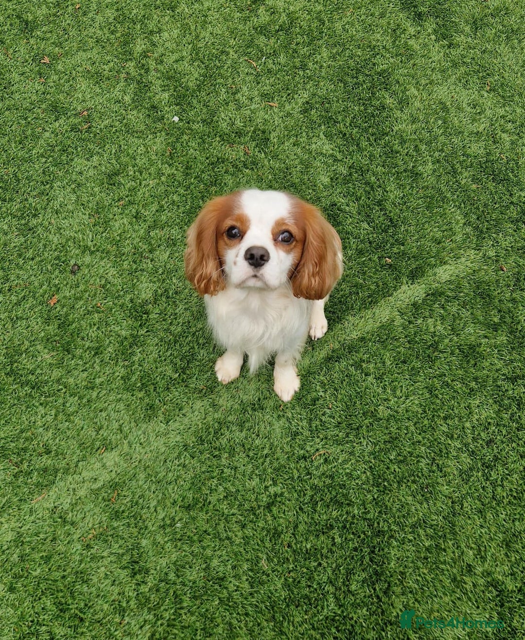 Cavalier King Charles Spaniel dogs for sale: 2 year old Cavalier King charles boy - Image 2