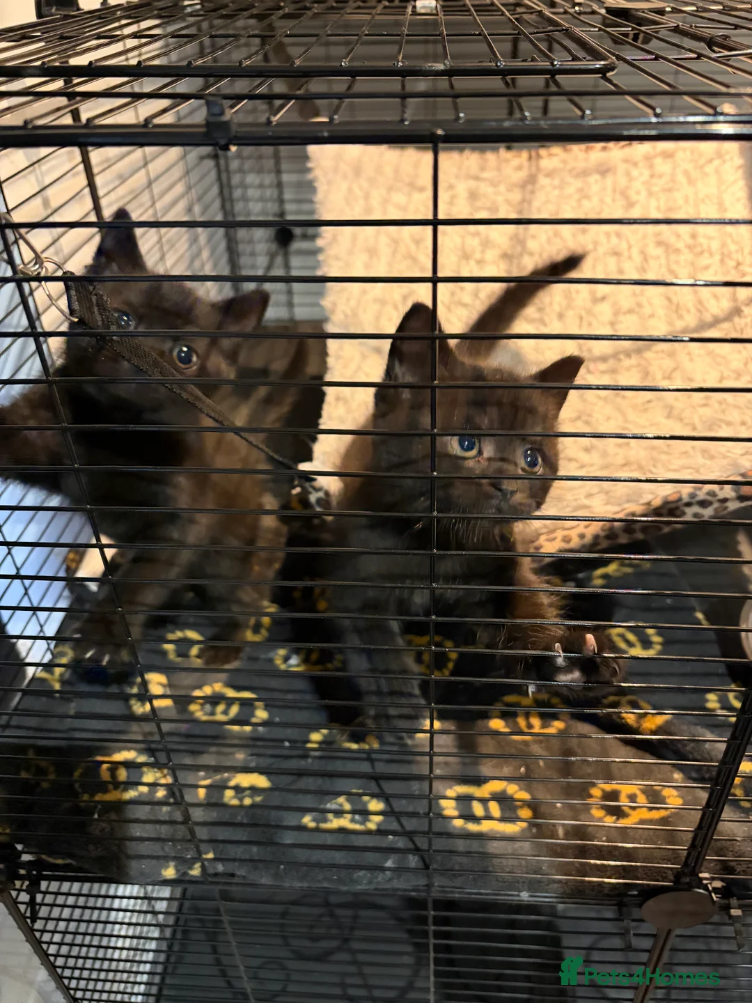 British Shorthair cats for sale: British shorthair kittens  - Advert 2