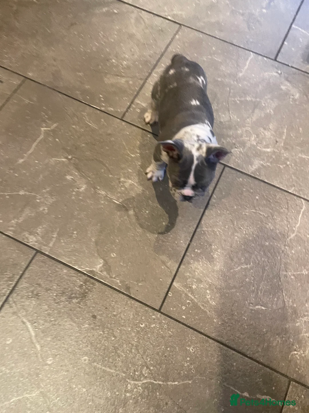 French Bulldog dogs for sale: 3 stunningly unique coloured stocky frenchies - Advert 14