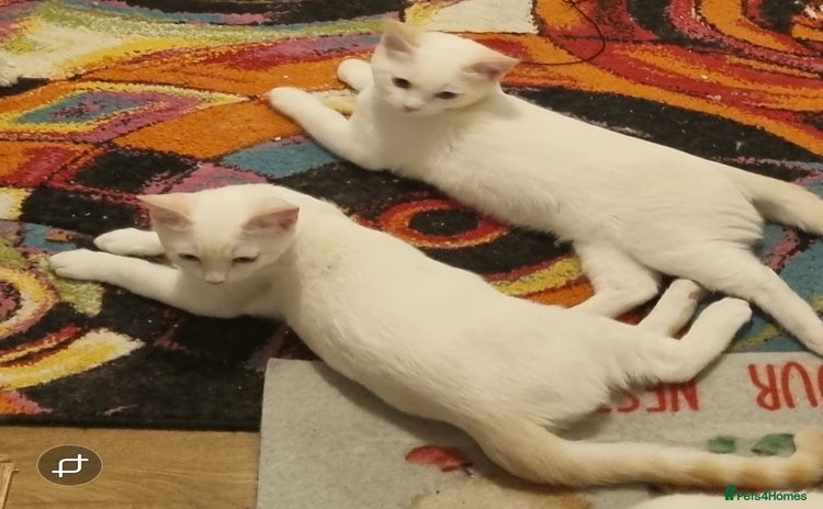 Siamese cats Flame point siamese kittens  - Advert 1