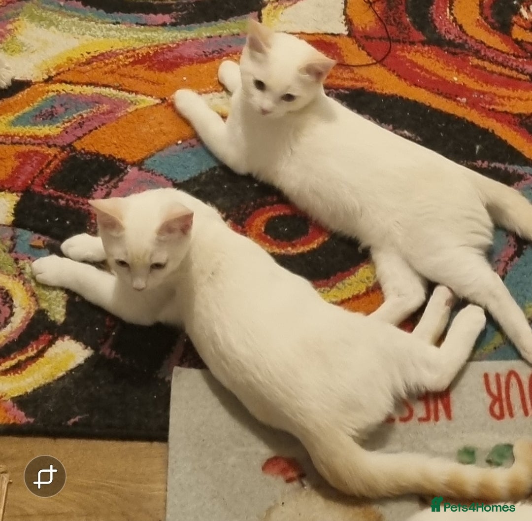 Siamese cats for sale: Flame point siamese kittens  - Advert 1