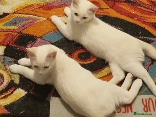 Siamese cats Flame point siamese kittens - Advert 3