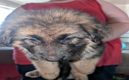 German Shepherd dogs for sale: German Shepard Puppies for Sale  - Image 14