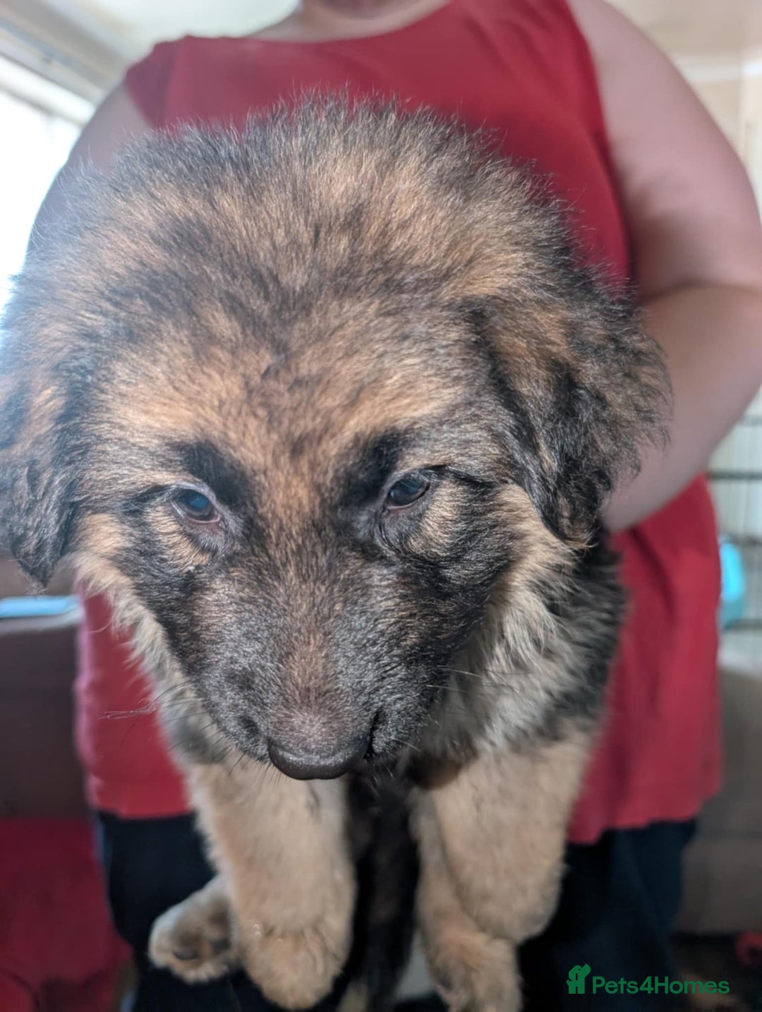 German Shepherd dogs for sale: German Shepard Puppies for Sale  - Image 14