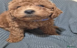 Cockapoo dogs for sale: Gorgeous Cockapoo For Sale - Image 26