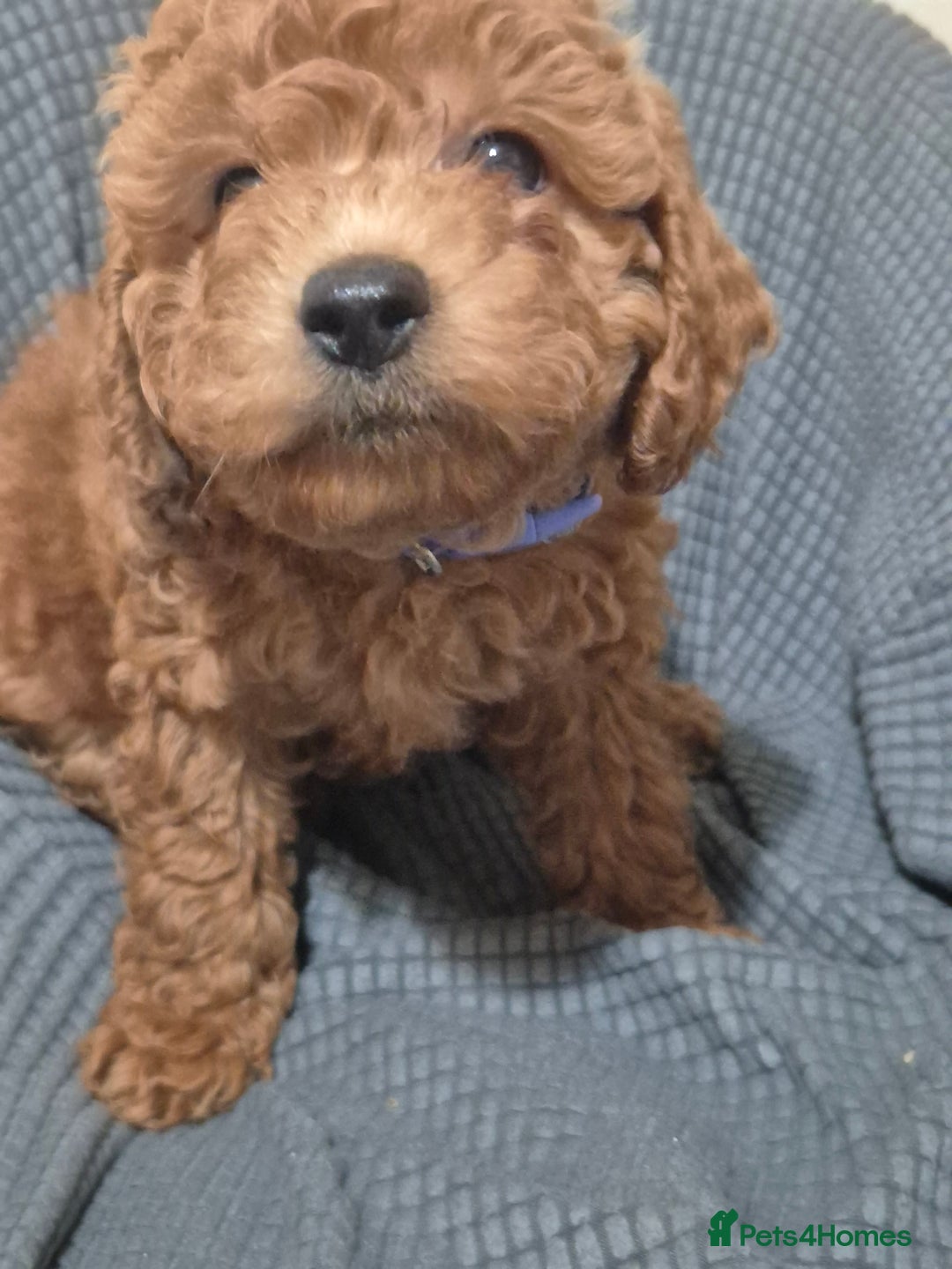 Cockapoo dogs for sale: Gorgeous Cockapoo For Sale - Image 26