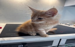 Maine Coon cats for sale: GCCF Registered Kittens. Beautiful lively kittens  - Image 13