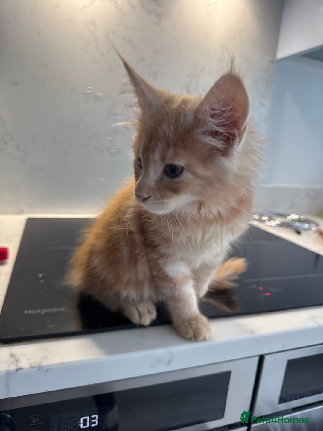 Maine Coon cats for sale: GCCF Registered Kittens. Beautiful lively kittens  - Image 13