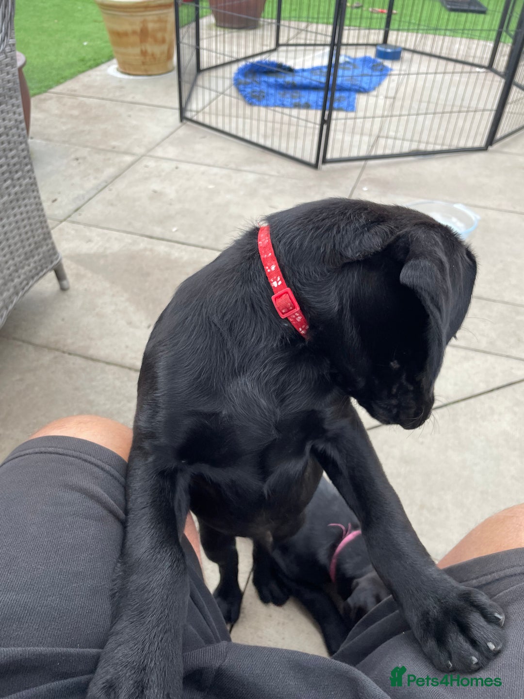 Labrador Retriever dogs for sale: BLACK LABRADOR PUPS - Image 9