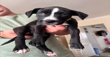 Mixed Breed dogs - Advert 4