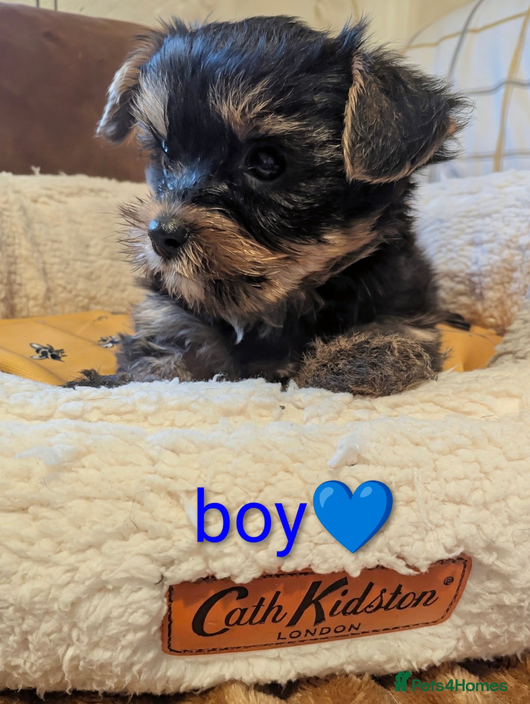Yorkshire Terrier dogs for sale: Adorable Yorkshire terrier puppy available  - Advert 18