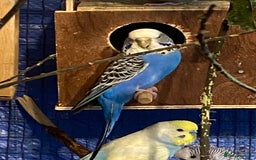 Budgerigars birds for sale: 3 pairs of Budgies  - Advert 6