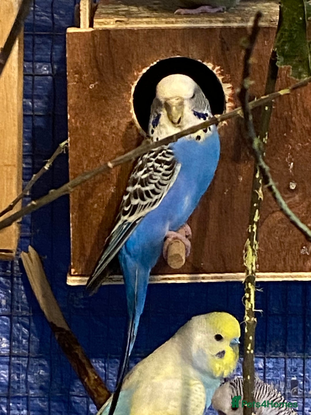 Budgerigars birds for sale: 3 pairs of Budgies  - Advert 6