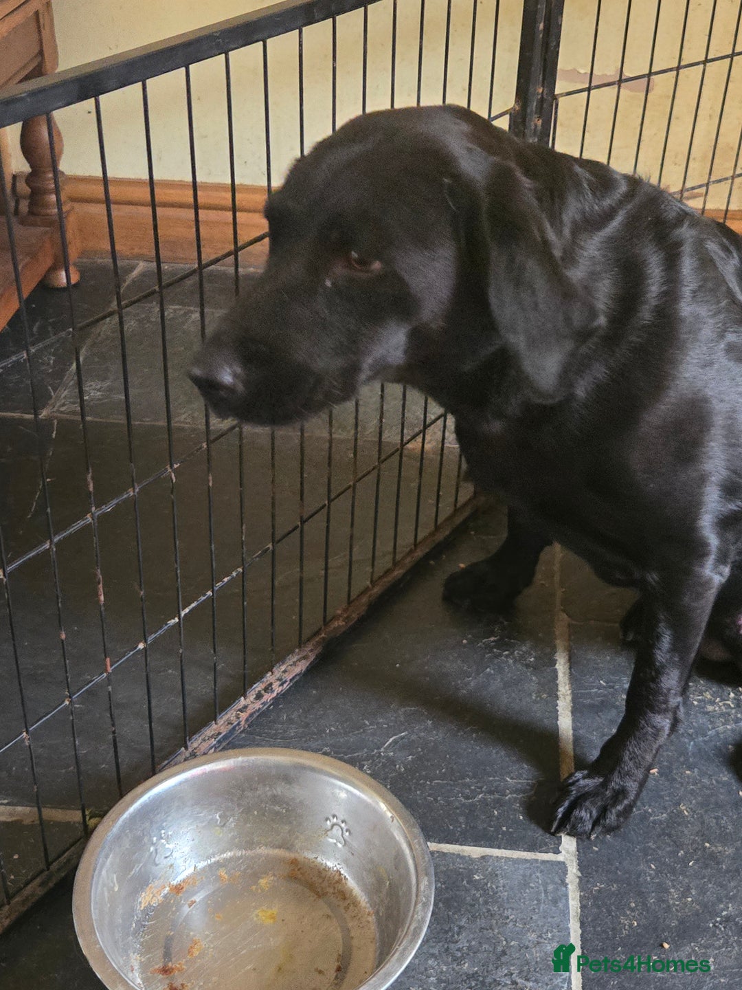 Labrador Retriever dogs for sale: Stunning litter of Fox Red and Black Labradors - Image 9
