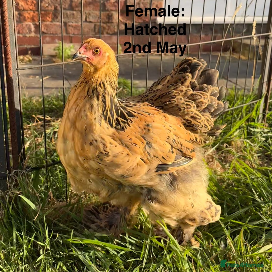 Chickens poultry for sale: Brahma Large Fowl Growers (Male & Female) - Image 2