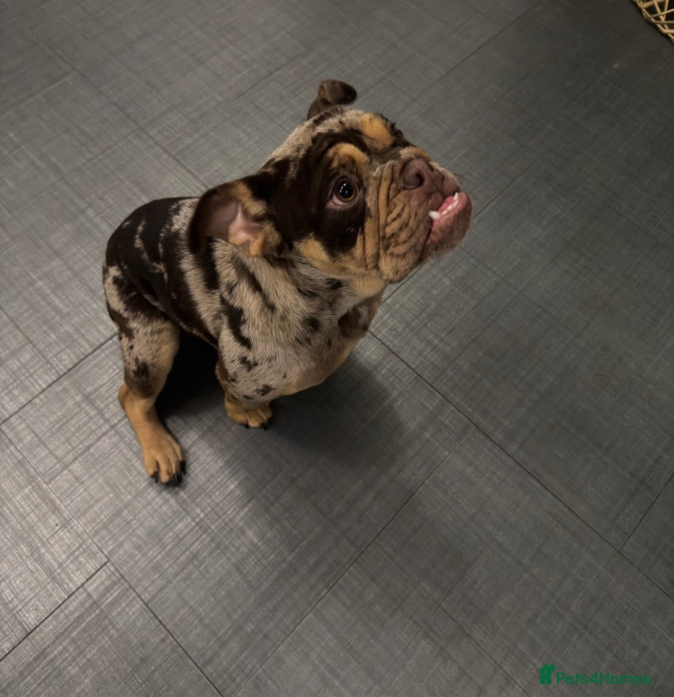 English Bulldog dogs Chocolate Tri Merle English Bulldog - Advert 1