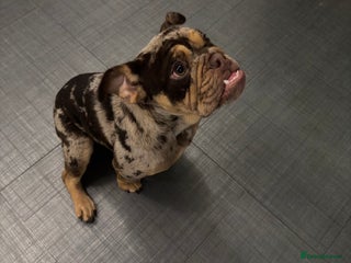 English Bulldog dogs Chocolate Tri Merle English Bulldog - Advert 1