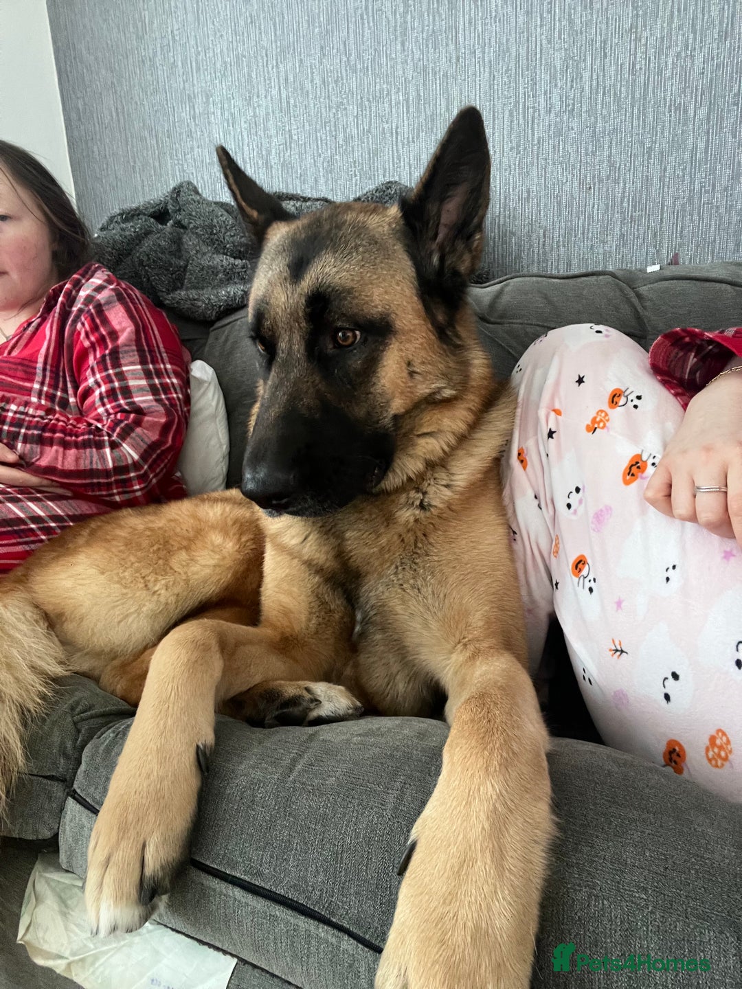 Mixed Breed dogs for sale: Blitz - Advert 9