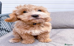 Cockapoo dogs for stud: Handsome F1 Golden Cockapoo Stud - Image 9