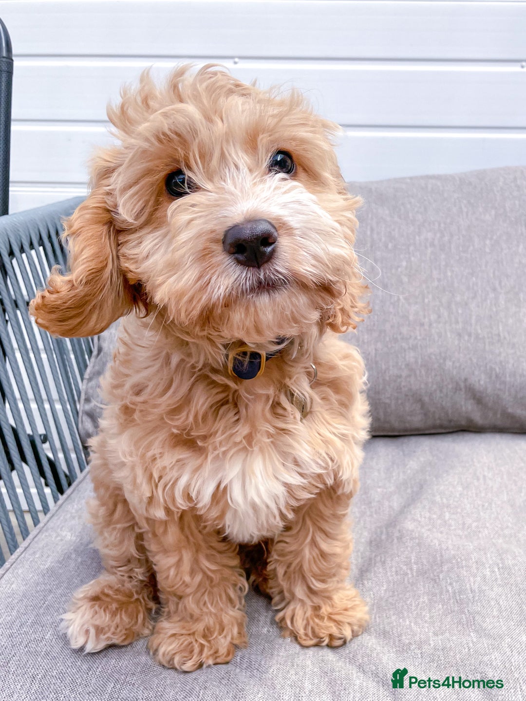 Cockapoo dogs for stud: Handsome F1 Golden Cockapoo Stud - Image 9