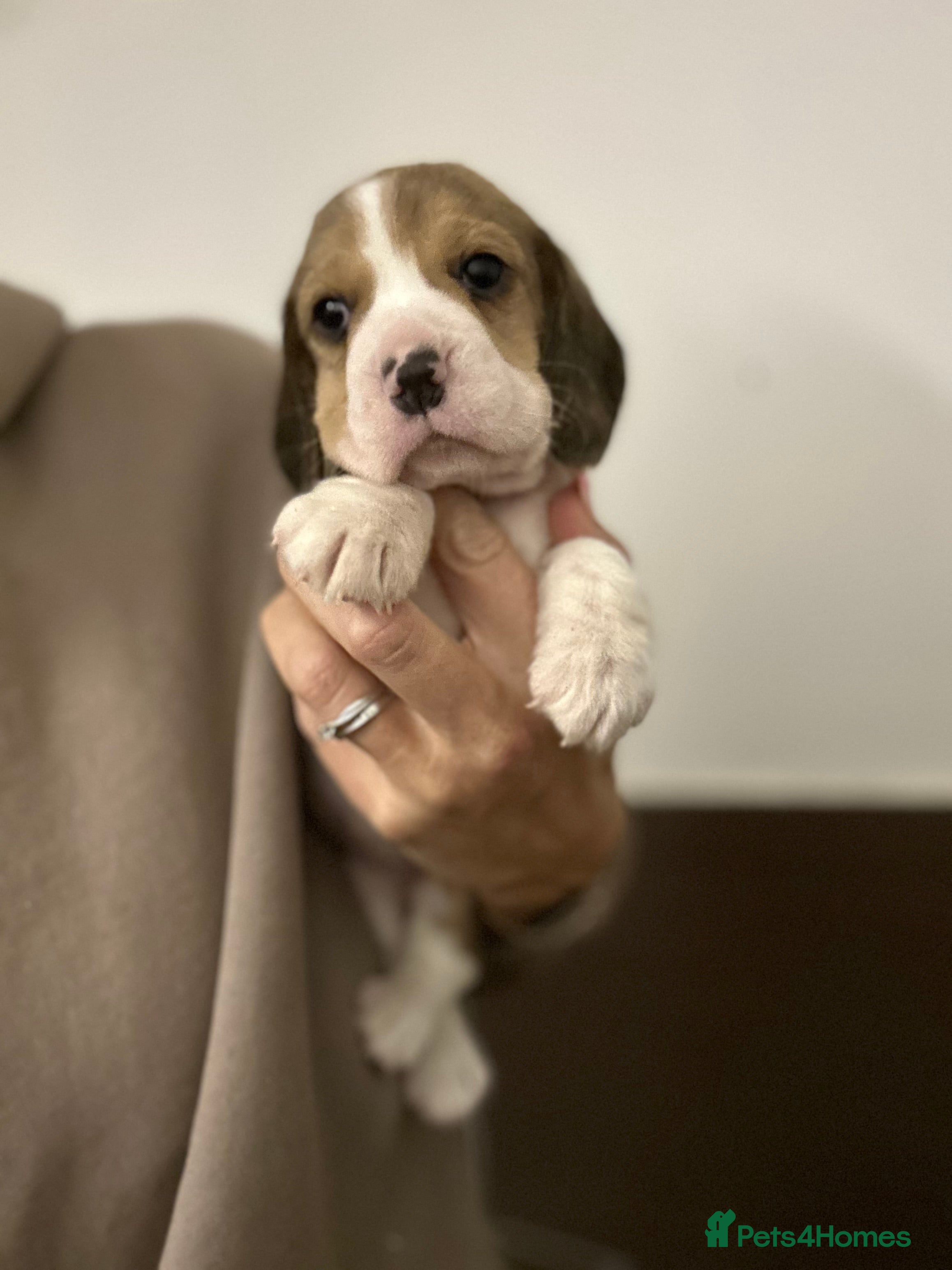 Beagle dogs KC Reg Beagle pups - Advert 10