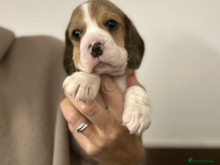 Beagle dogs KC Reg Beagle pups - Advert 9