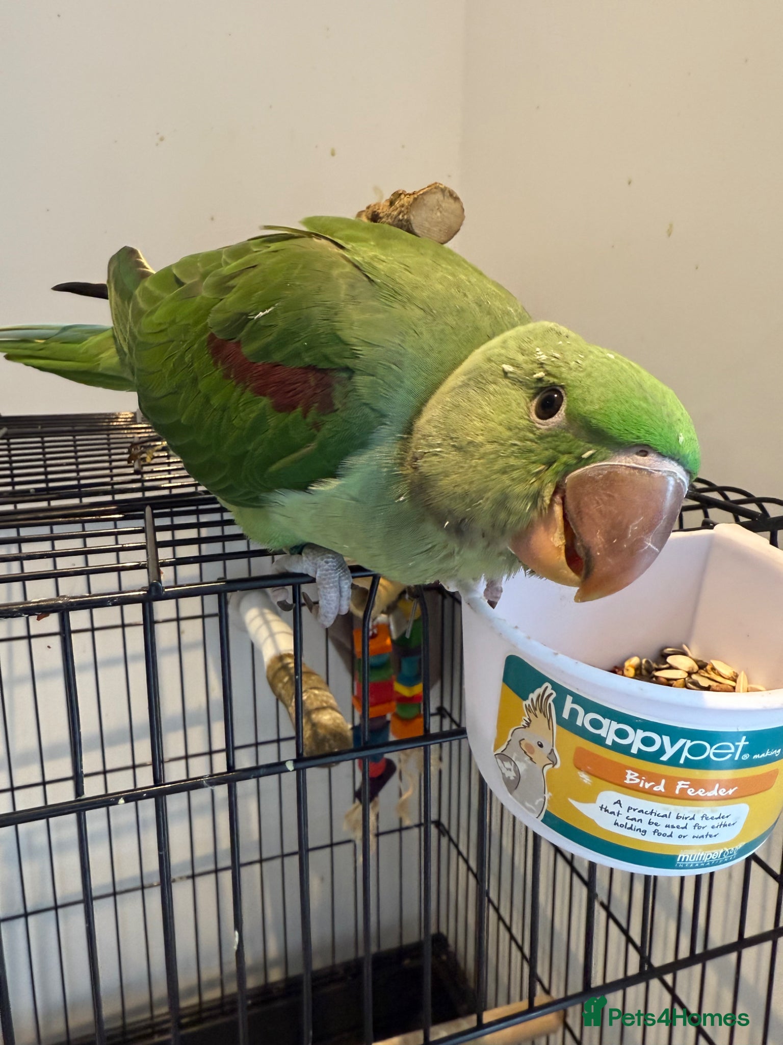 Parrots birds Alexandrine Parrot (Male) 9 weeks Old!  - Advert 16